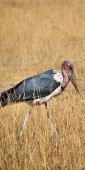 MarabouStork_2314 1_v